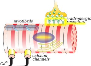 receptor-definition